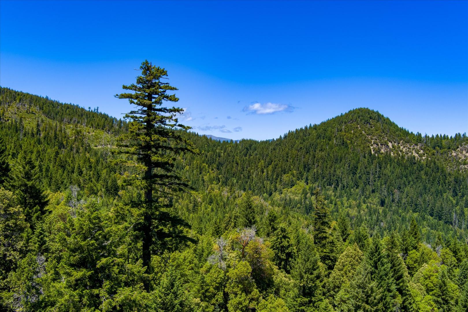 000 Forest Rte 4N20 Hyampom CA 96046