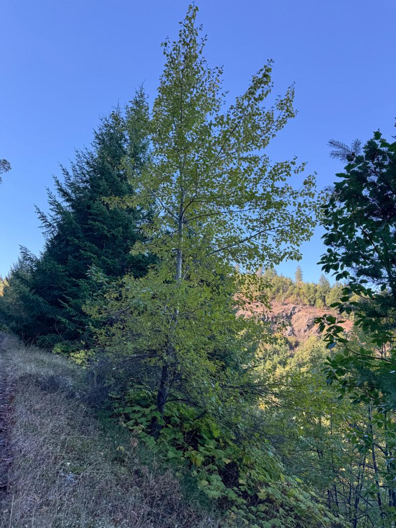 0 Birdseye Creek Road TL2500 Rogue River OR 97537 Picture 4.