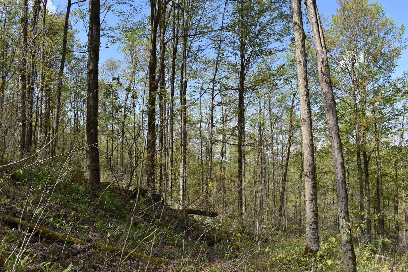 0 Farrington Hollow Road Cherry Creek NY 14723