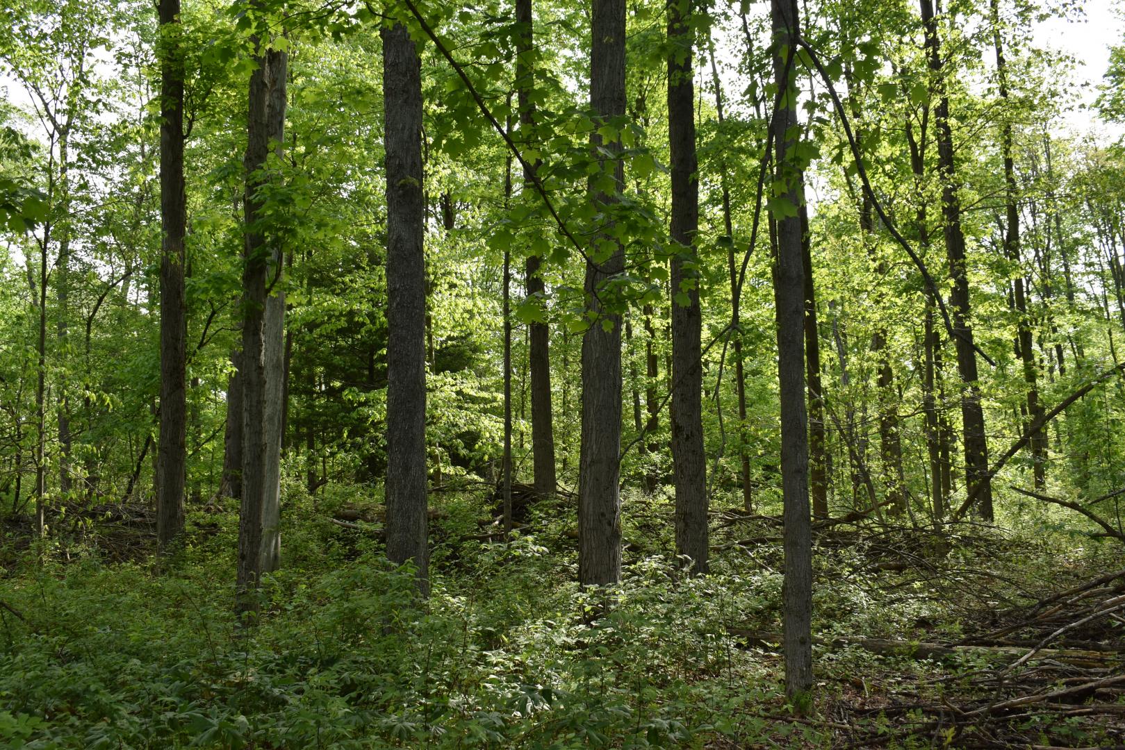 10133 Edwards Corners Road Perrysburg NY 14129 Picture 18.