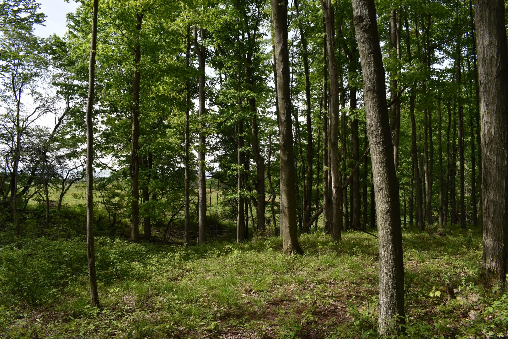 10133 Edwards Corners Road Perrysburg NY 14129 Picture 20.