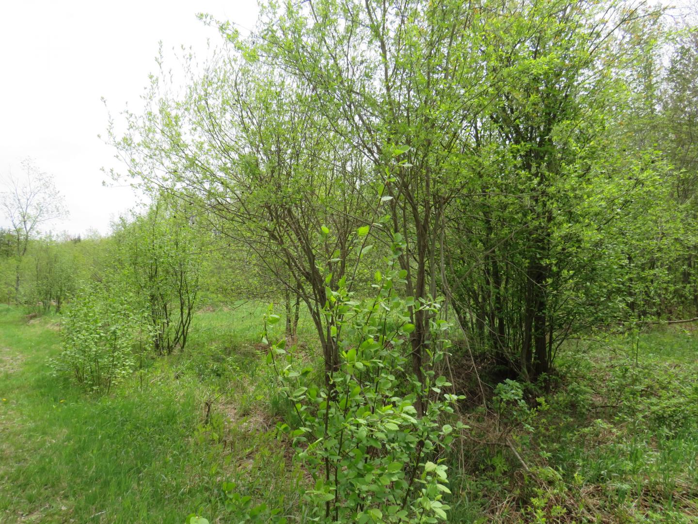 14108 Fire Tower Road Sidnaw  49962