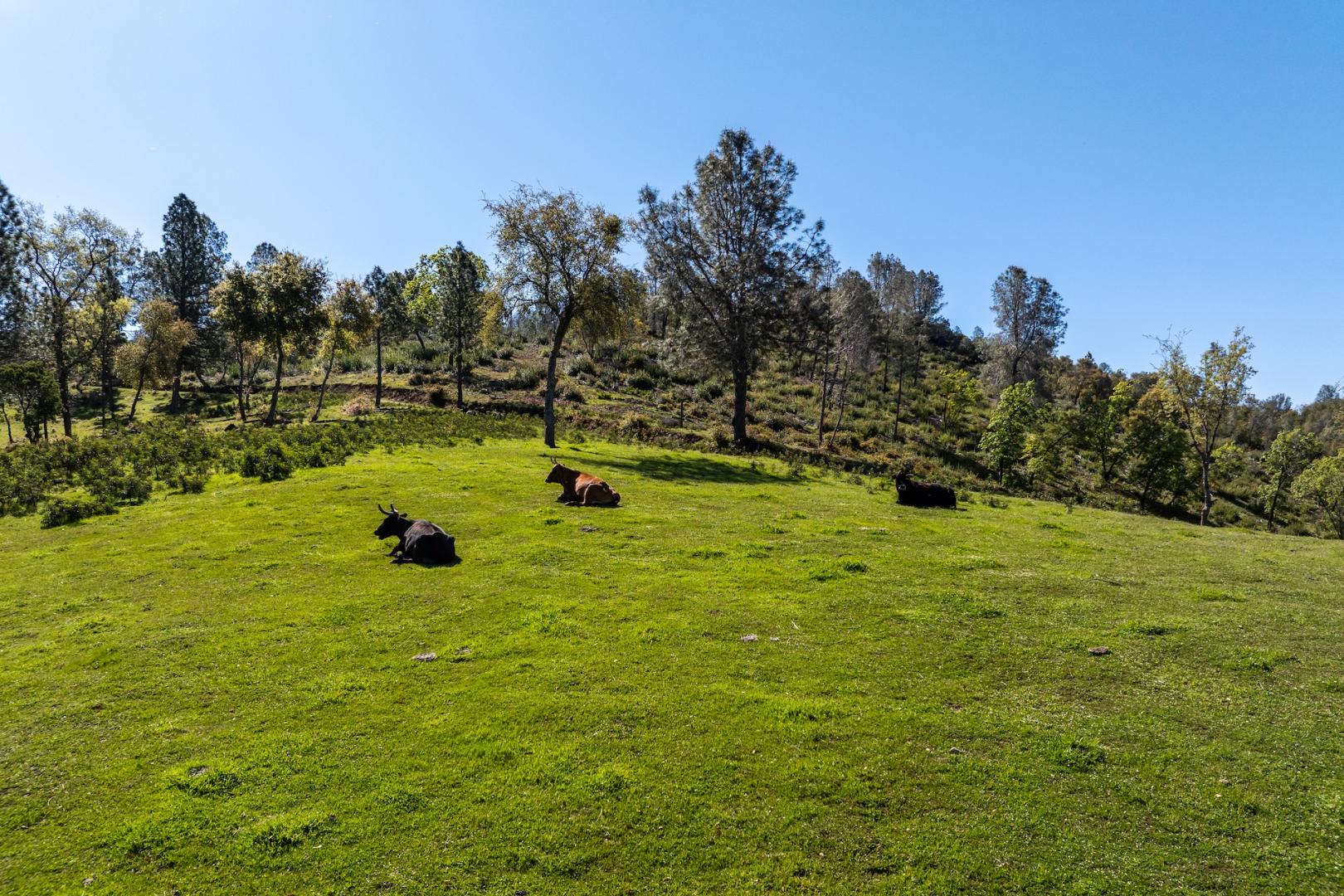 16554 Corcoran Gray Road Groveland CA 95321 Picture 33.