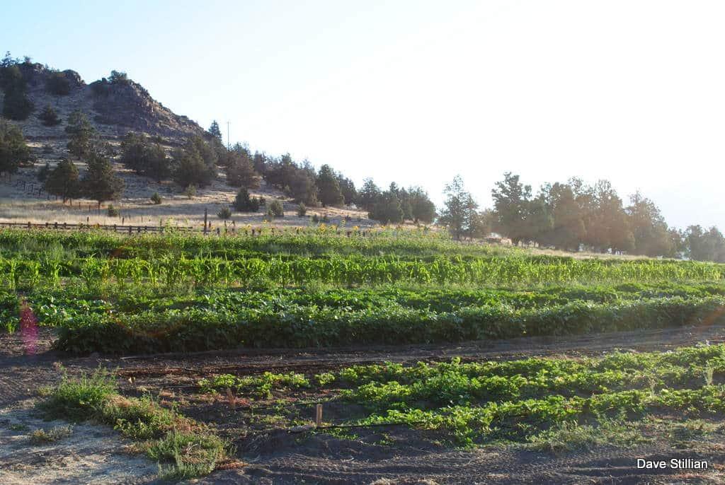 3104 Harry Cash Rd. Montague CA 96064 Picture 100.