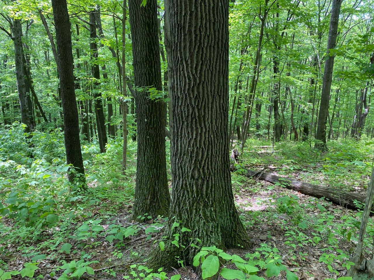 Berkey Hollow Road Alum Bank  15521