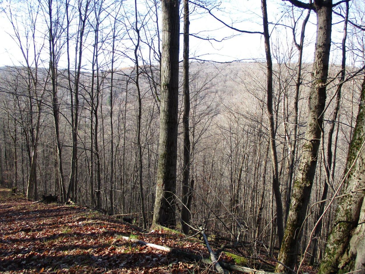 Bloye Road Franklinville  14737