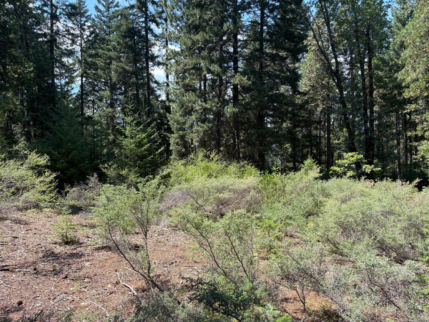 Castle Creek Rd. Mount Shasta CA 96067