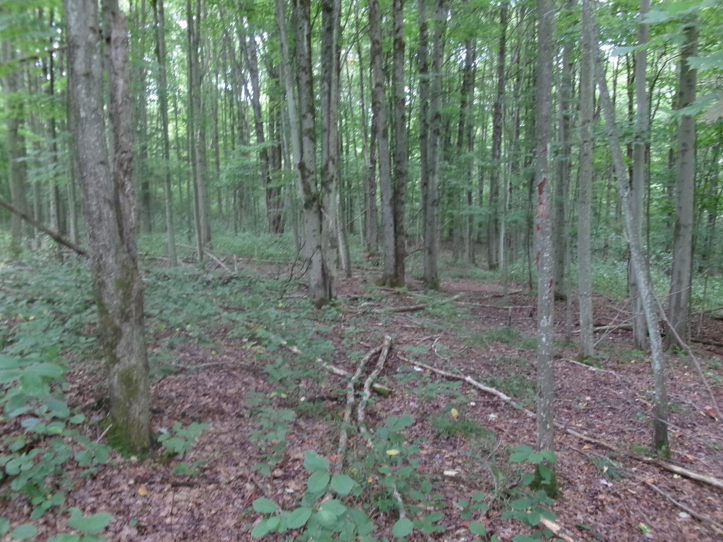 Cemetery Hill Road Franklinville  14737
