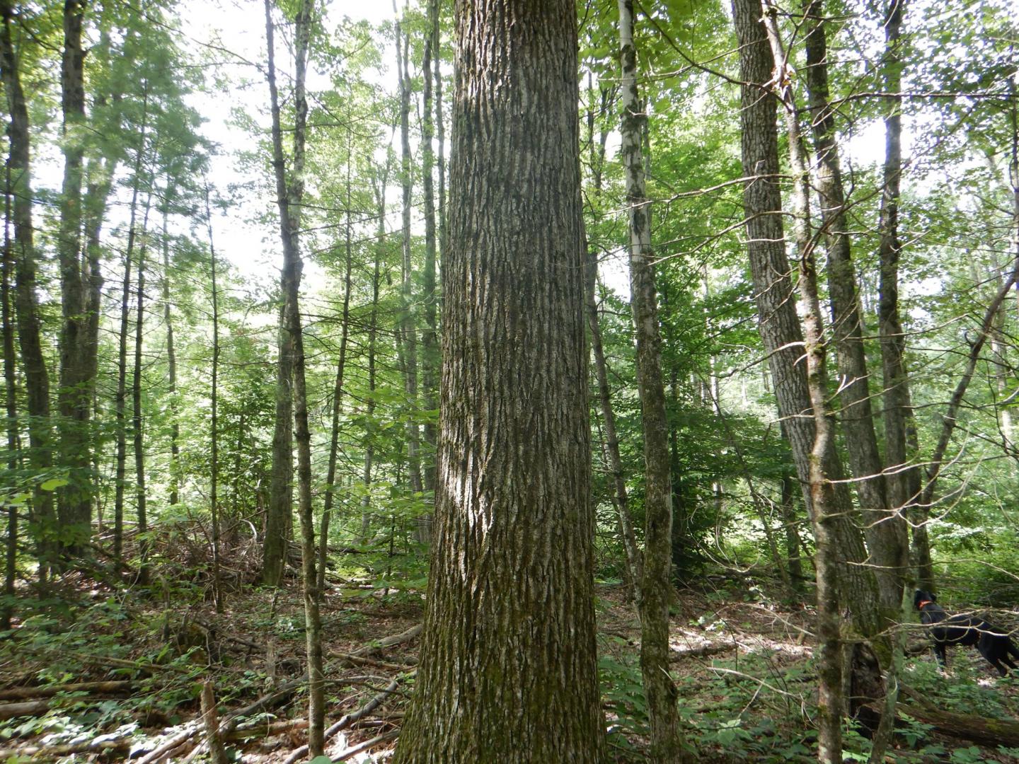 Chaffee Creek Road Newfield NY 14867
