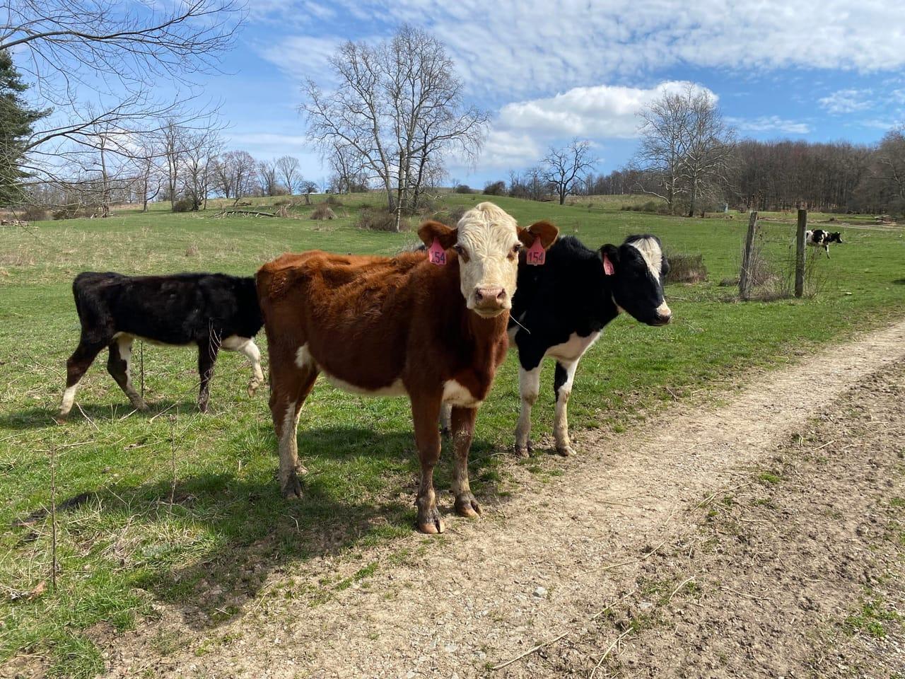 Constantine Road Smock PA 15480