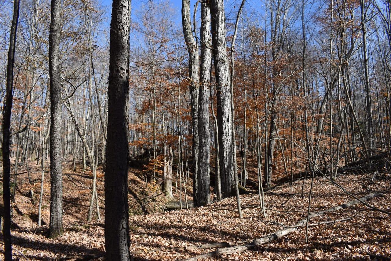 County Route 99 Woodhull NY 14898