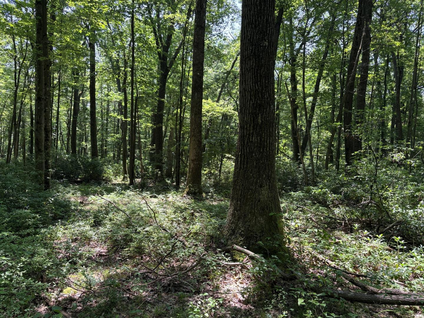 Greenwood Road Curwensville PA 16833