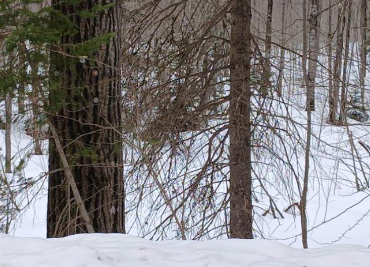 Lot 1 County Line Lake Crossroad Watersmeet MI 49969