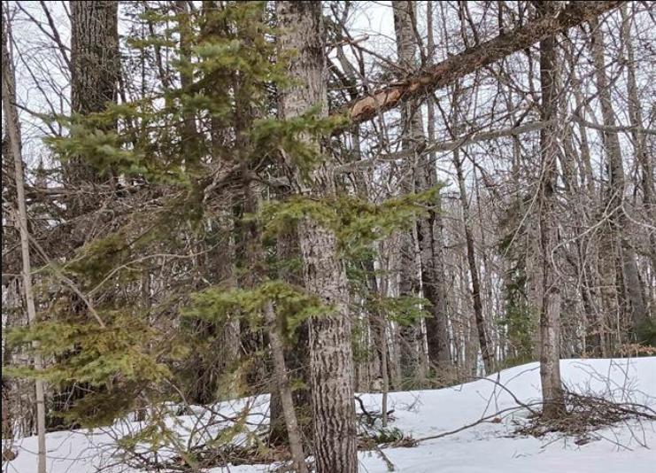 Lot 1 County Line Lake Crossroad Watersmeet MI 49969 Picture 2.