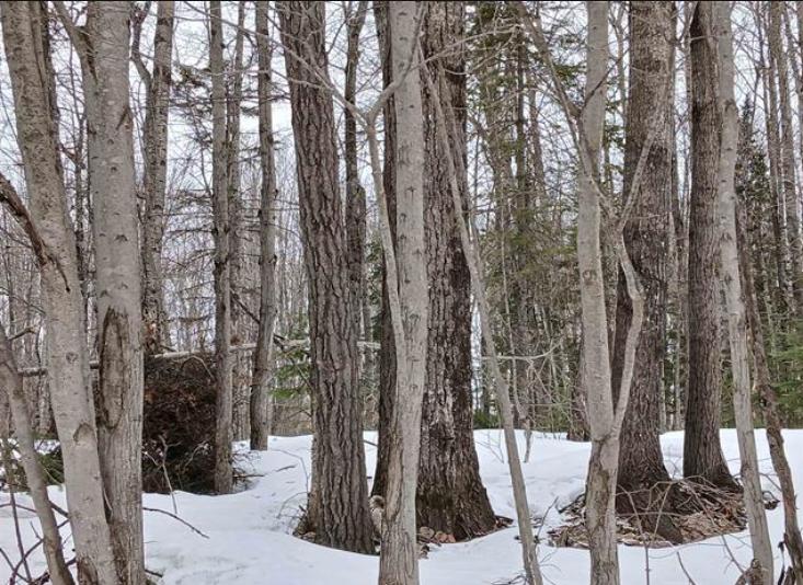 Lot 1 County Line Lake Crossroad Watersmeet MI 49969 Picture 3.