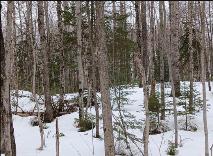Lot 1 County Line Lake Crossroad Watersmeet MI 49969 Picture 4.