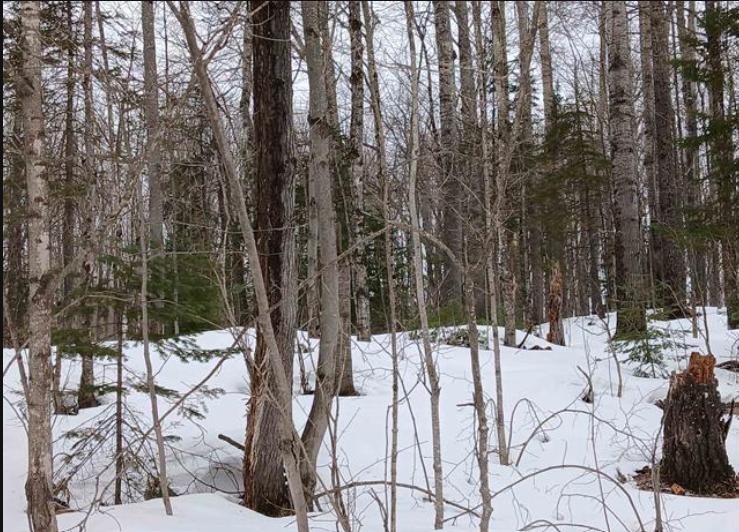 Lot 1 County Line Lake Crossroad Watersmeet MI 49969 Picture 9.