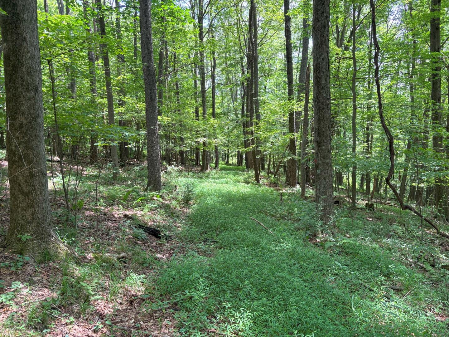 North Fork Dam Road Boswell PA 15531