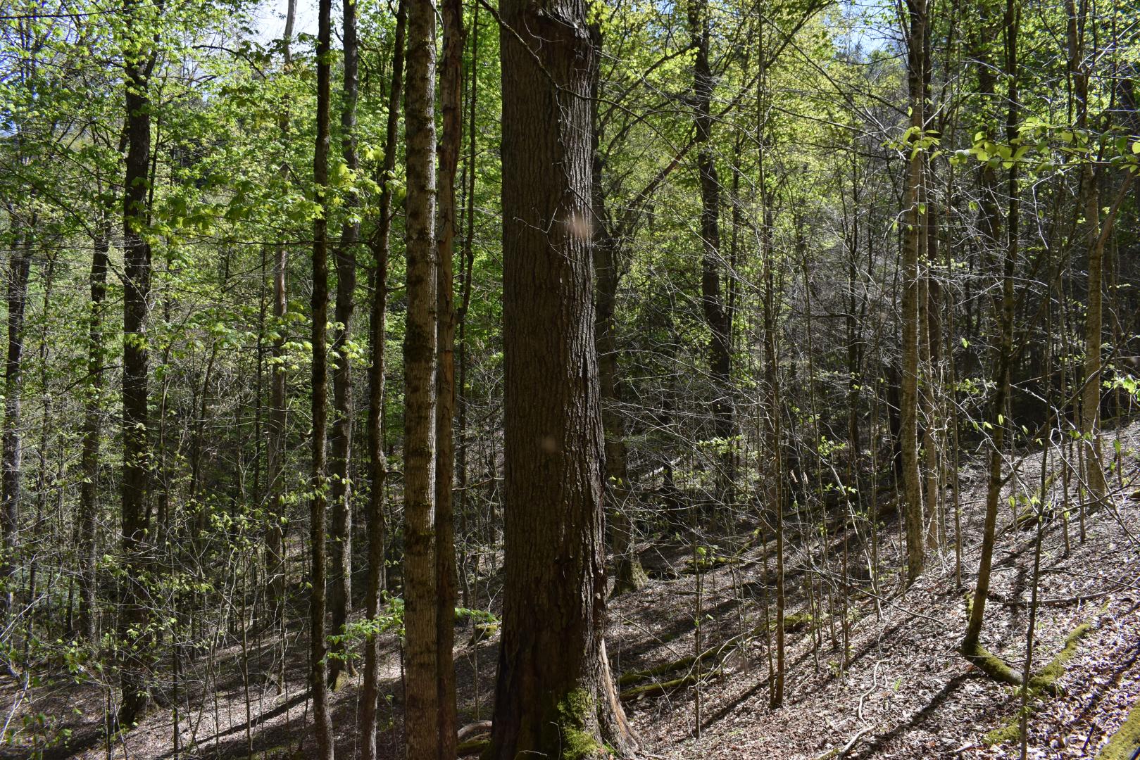off Forest Service Road #410 Sheffield PA 16347