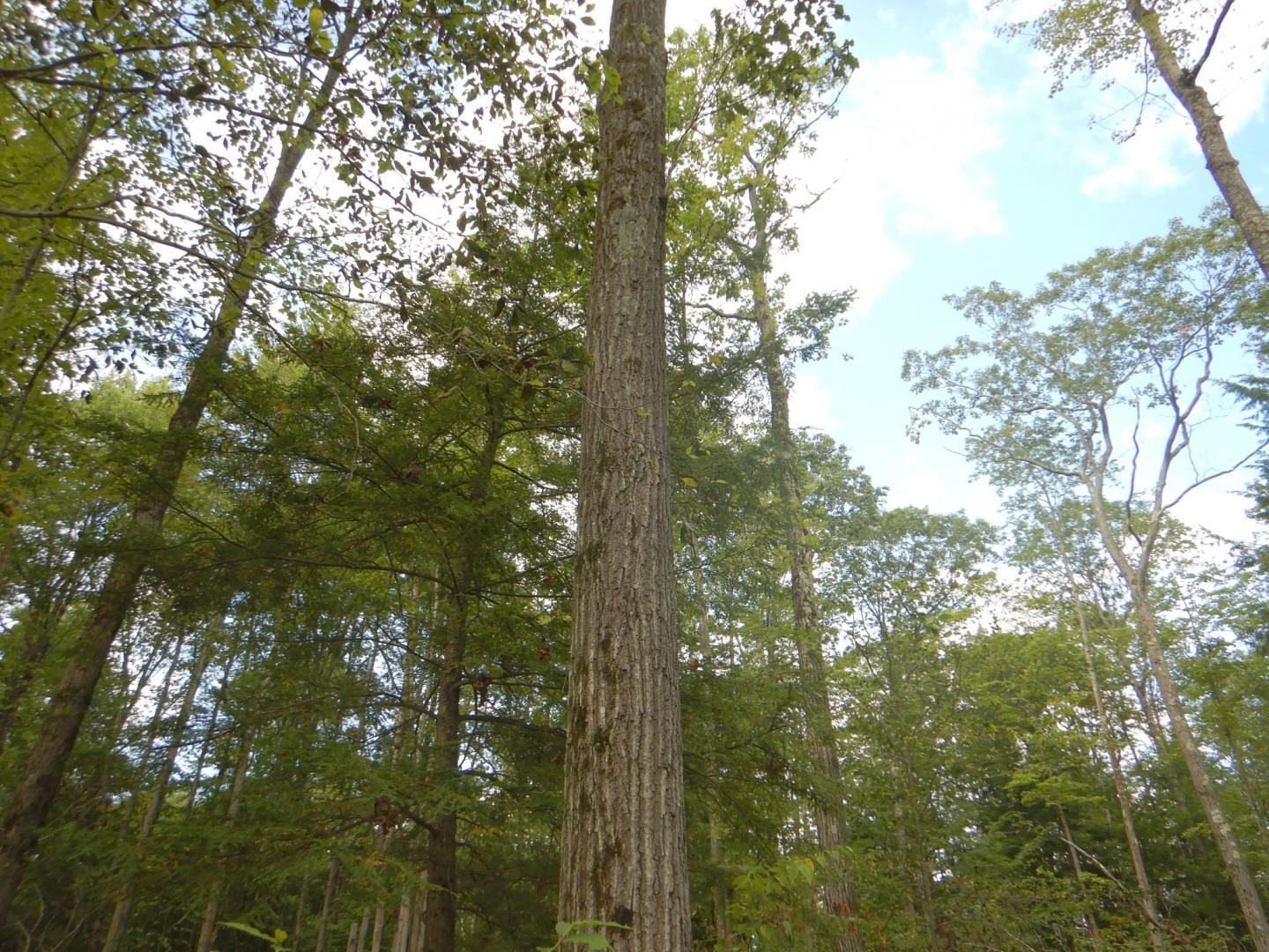 Perry Road Richford NY 13835