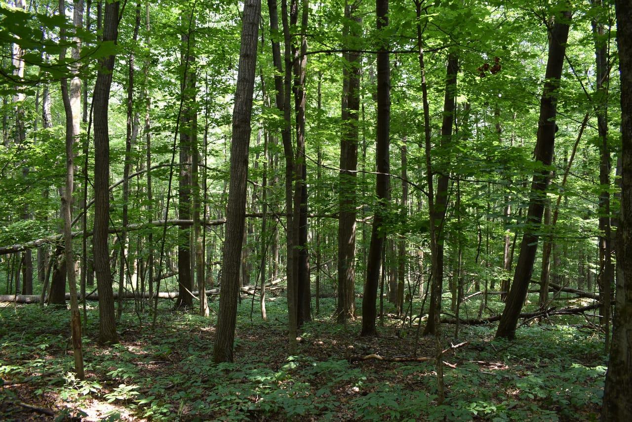 Sawmill Run Road Little Valley NY 14755