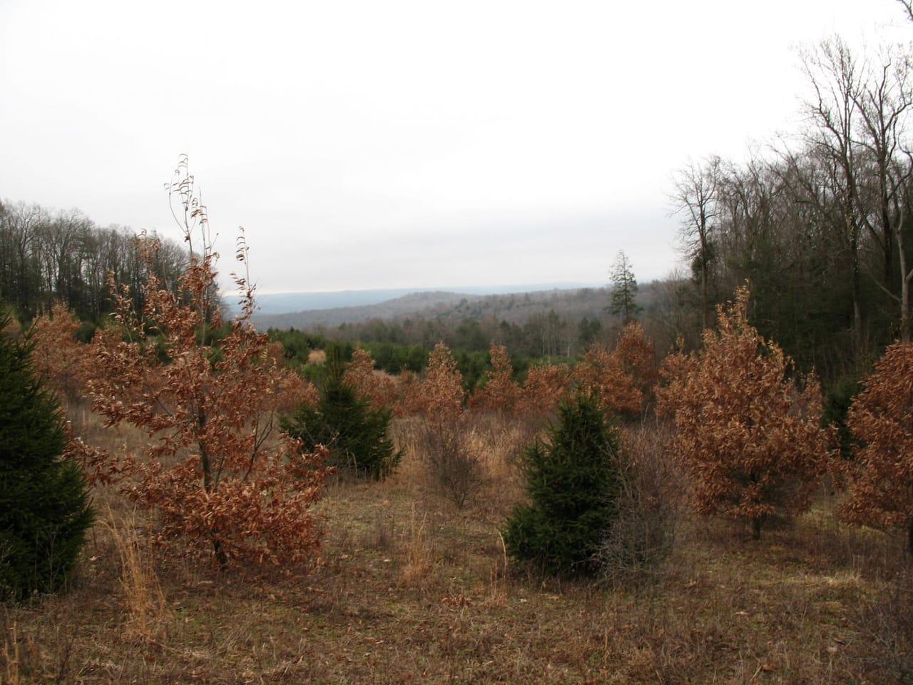 Swartz Road Flinton PA 16640