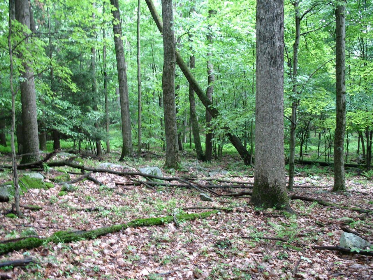 Sylvis Road Westover  16692