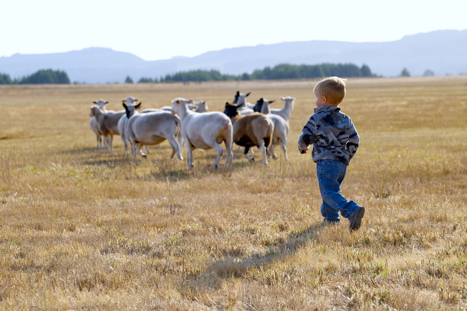 RANCHES